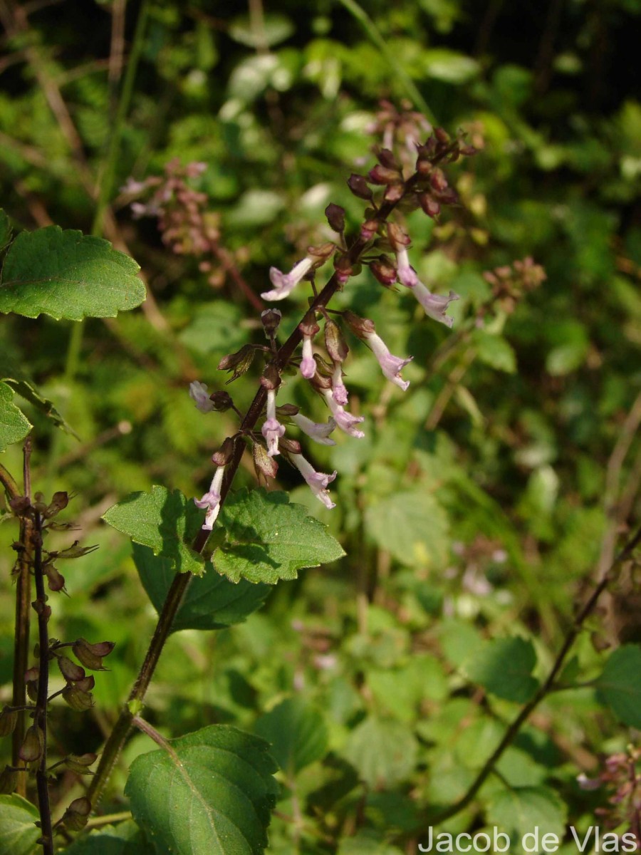 Orthosiphon thymiflorus (Roth) Sleesen